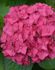 Hydrangea macrophylla Leuchtfeuer - Hortensia à grandes feuilles, rouge - inflorescence