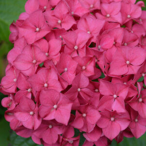 Hydrangea macrophylla Leuchtfeuer - Hortensia à grandes feuilles, rouge - inflorescence