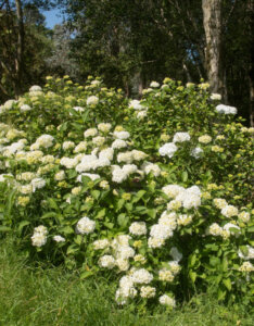 Hydrangea macrophylla Madame Emile Mouillère - Hortensia à grandes feuilles, rouge - vue d'ensemble