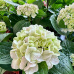 Hydrangea macrophylla Madame Emile Mouillère - Hortensia à grandes feuilles, rouge - inflorescence