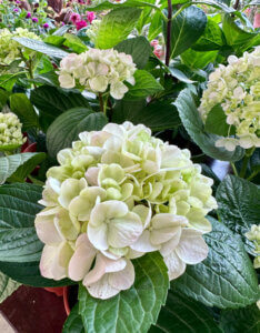 Hydrangea macrophylla Madame Emile Mouillère - Hortensia à grandes feuilles, rouge - inflorescence