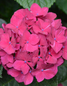 Hydrangea macrophylla Merveille Sanguinea - Hortensia à grandes feuilles brunes - inflorescence