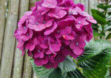 Hydrangea macrophylla Merveille Sanguinea - Hortensia à grandes feuilles brunes - inflorescence