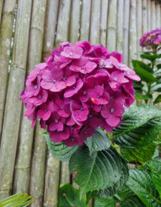 Hydrangea macrophylla Merveille Sanguinea - Hortensia à grandes feuilles brunes - inflorescence
