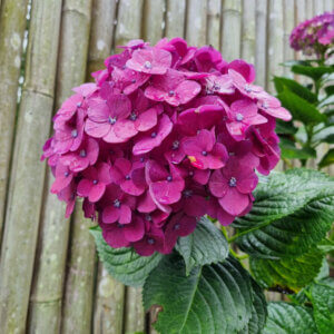 Hydrangea macrophylla Merveille Sanguinea - Hortensia à grandes feuilles brunes - inflorescence