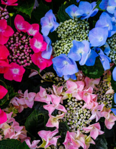 Hydrangea macrophylla Teller Pink - Hortensia à grandes feuilles, rose - inflorescence