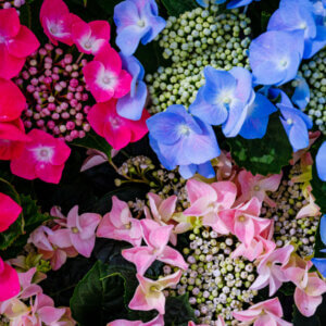 Hydrangea macrophylla Teller Pink - Hortensia à grandes feuilles, rose - inflorescence