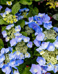 Hydrangea macrophylla Teller Pink- Hortensia à grandes feuilles, bleu - vue d'ensemble