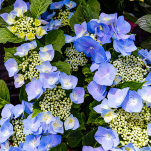 Hydrangea macrophylla Teller Pink- Hortensia à grandes feuilles, bleu - vue d'ensemble
