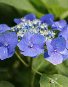 Hydrangea macrophylla Teller Pink- Hortensia à grandes feuilles, bleu - inflorescence