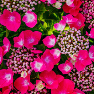 Hydrangea macrophylla Teller Red - Hortensia à grandes feuilles, rose - inflorescences