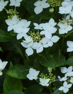 Hydrangea macrophylla Teller White - Hortensia à grandes feuilles, rose - inflorescences