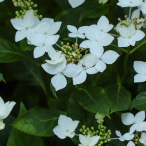 Hydrangea macrophylla Teller White - Hortensia à grandes feuilles, rose - inflorescences