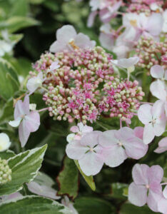 Hydrangea macrophylla Tricolor - Hortensia à grandes feuilles panaché - inflorescence