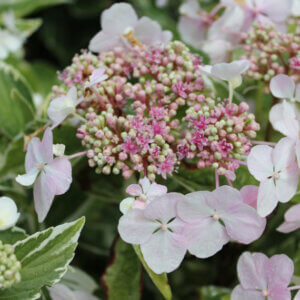 Hydrangea macrophylla Tricolor - Hortensia à grandes feuilles panaché - inflorescence