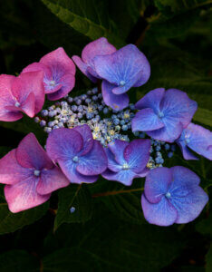 Hydrangea macrophylla Zorro ® - Hortensia à grandes feuilles, bleu - inflorescence