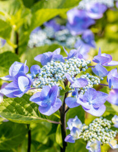 Hydrangea macrophylla Zorro ® - Hortensia à grandes feuilles, bleu - inflorescence