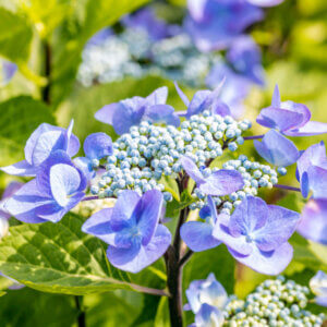 Hydrangea macrophylla Zorro ® - Hortensia à grandes feuilles, bleu - inflorescence