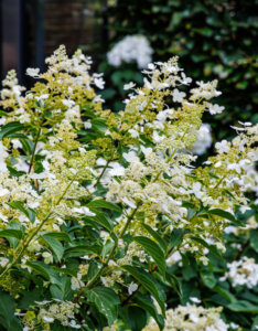 Hydrangea paniculata Kyushu - Hortensia paniculé blanc - Vue d'ensemble