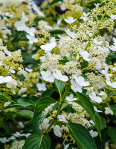 Hydrangea paniculata Kyushu - Hortensia paniculé blanc - inflorescences et feuillage