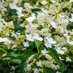 Hydrangea paniculata Kyushu - Hortensia paniculé blanc - inflorescences et feuillage