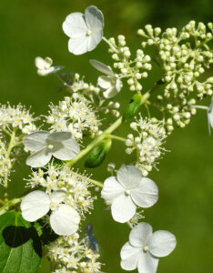 Hydrangea paniculata Kyushu - Hortensia paniculé blanc - inflorescence