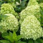 Hydrangea paniculata Limelight ® - Hortensia paniculé blanc - inflorescences
