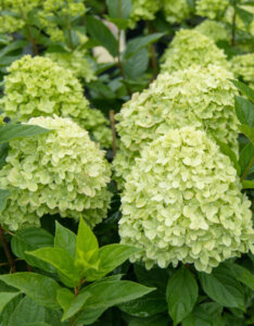 Hydrangea paniculata Limelight ® - Hortensia paniculé blanc - inflorescences