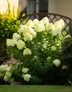 Hydrangea paniculata Limelight ® - Hortensia paniculé blanc - vue d'ensemble