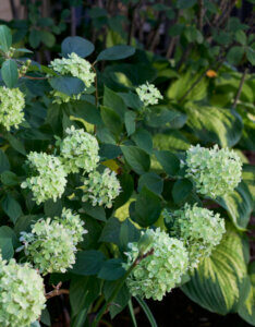 Hydrangea paniculata Little Lime ® - Hortensia paniculé compact blanc - vue d'ensemble