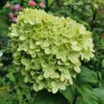 Hydrangea paniculata Little Lime ® - Hortensia paniculé compact blanc - inflorescence
