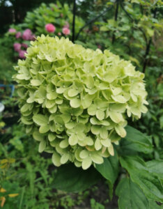 Hydrangea paniculata Little Lime ® - Hortensia paniculé compact blanc - inflorescence