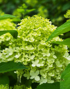 Hydrangea paniculata Little Lime ® - Hortensia paniculé compact blanc - Inflorescence