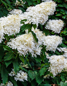 Hydrangea paniculata Phantom - Hortensia paniculé blanc - Inflorescences