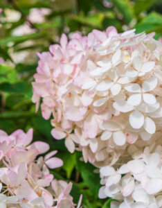 Hydrangea paniculata Phantom - Hortensia paniculé blanc - inflorescence automnale