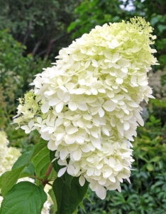 Hydrangea paniculata Phantom - Hortensia paniculé blanc - inflorescence
