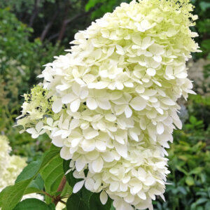 Hydrangea paniculata Phantom - Hortensia paniculé blanc - inflorescence