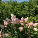 Hydrangea paniculata Pinky Winky ® - Hortensia paniculé rose - vue d'ensemble