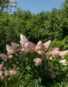 Hydrangea paniculata Pinky Winky ® - Hortensia paniculé rose - vue d'ensemble