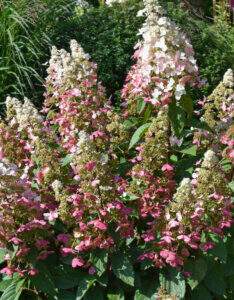 Hydrangea paniculata Pinky Winky ® - Hortensia paniculé rose - début de floraison