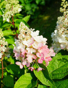 Hydrangea paniculata Pinky Winky ® - Hortensia paniculé rose - Inflorescence