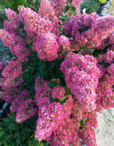 Hydrangea paniculata Sundae Fraise ® - Hortensia paniculé blanc et rose - floraison fin d'été