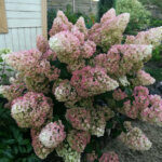 Hydrangea paniculata Sundae Fraise ® - Hortensia paniculé blanc et rose - vue d'ensemble