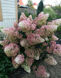 Hydrangea paniculata Sundae Fraise ® - Hortensia paniculé blanc et rose - vue d'ensemble
