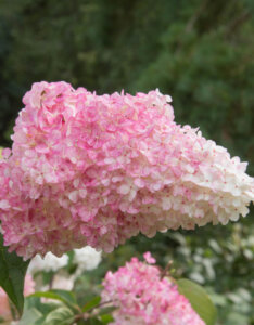 Hydrangea paniculata Vanille Fraise ® - Hortensia paniculé blanc et rose - Inflorescence