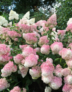 Hydrangea paniculata Vanille Fraise ® - Hortensia paniculé blanc et rose - vue d'ensemble