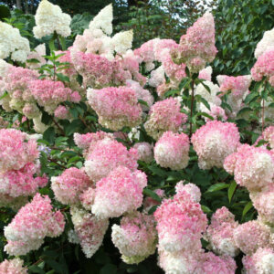 Hydrangea paniculata Vanille Fraise ® - Hortensia paniculé blanc et rose - vue d'ensemble