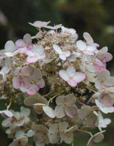 Hydrangea paniculata Wim's Red ® - Hortensia paniculé rouge - inflorescence
