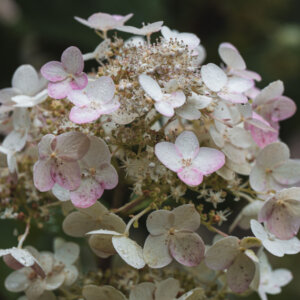 Hydrangea paniculata Wim's Red ® - Hortensia paniculé rouge - inflorescence