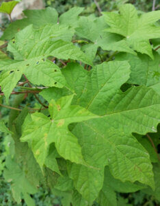 Hydrangea quercifolia Alice - Hortensia à feuilles de chêne blanc - feuillage